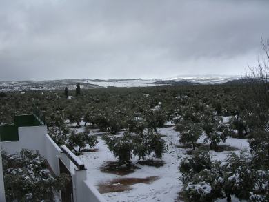 olivar nevado