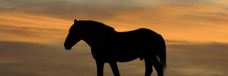 paseos a caballo